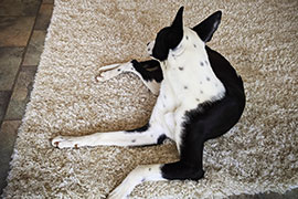 dog on clean rug Katy Texas