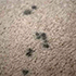 mold on carpet