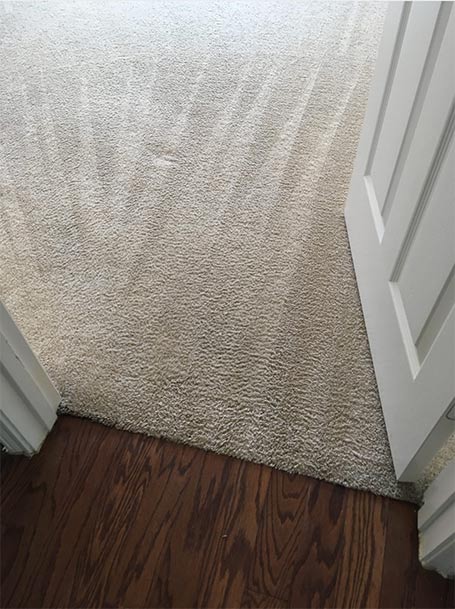 cleaning carpet in a Pearland, TX Texas home