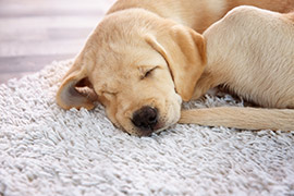 dog on clean carpet Katy Texas
