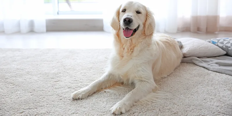 How to Clean Pet Poop on your Carpet in Greater Houston Area