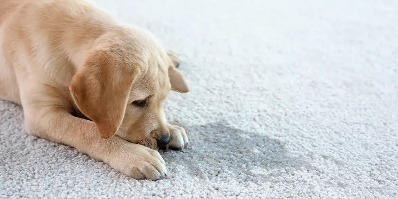 Handling Pet Urine Stains on your Carpet in Greater Houston Area