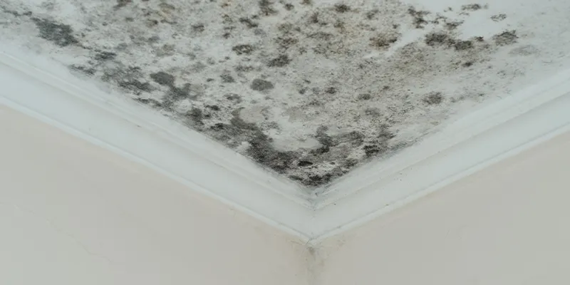 Mold prevention on carpet