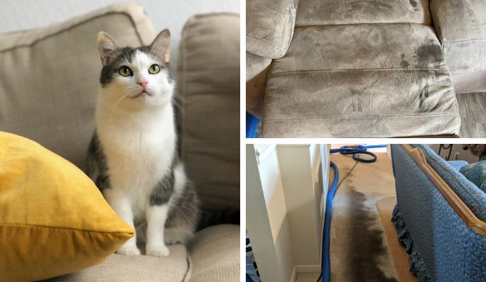 Collage of pet on sofa and wet sofa