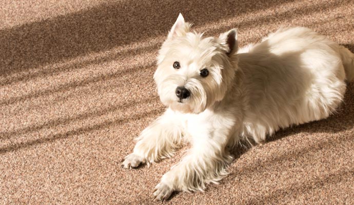 Pet sitting on the carpet