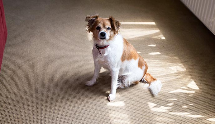 pet on carpet