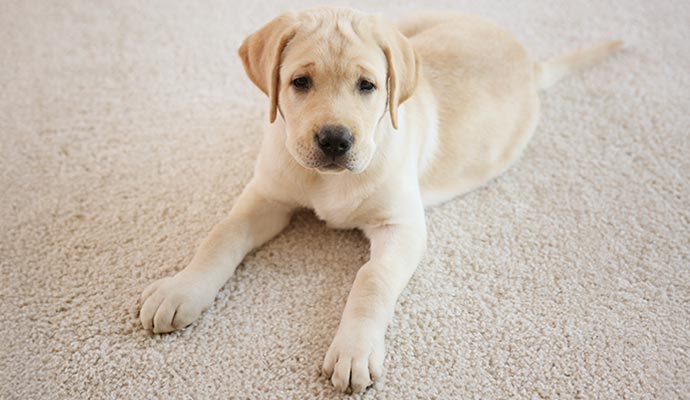 pet damaged carpet