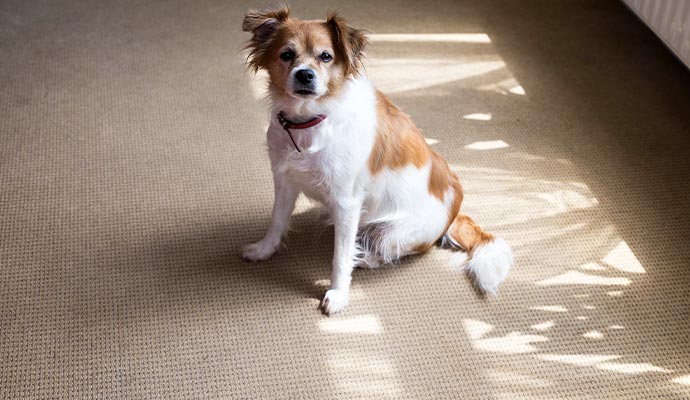 pet on carpet