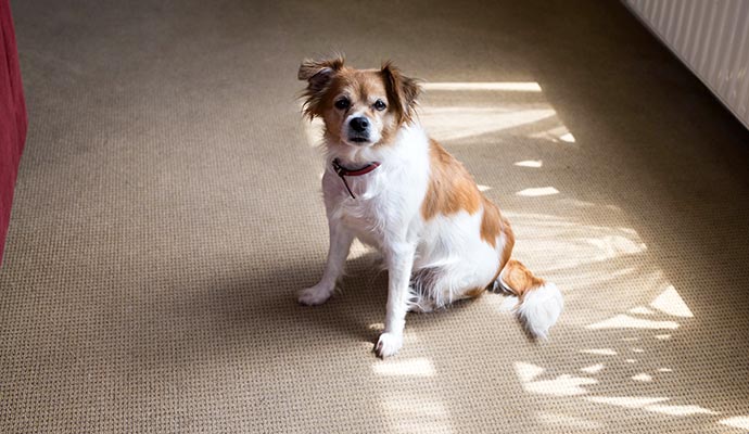 Pet sitting on carpet