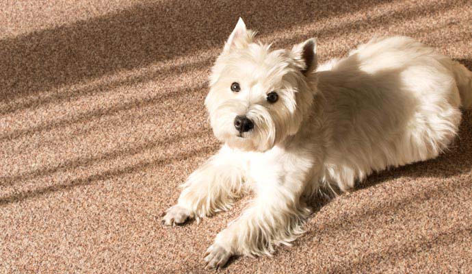 Pet sitting on carpet