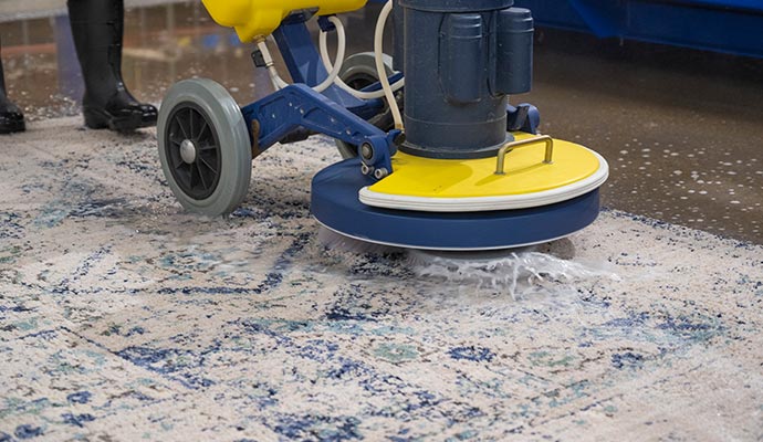 person cleaning pet stained rug