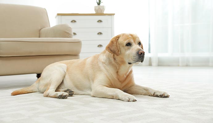 Pet dog sitting on rug