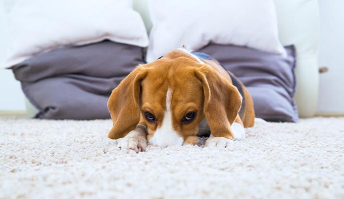 Pet scratching rug