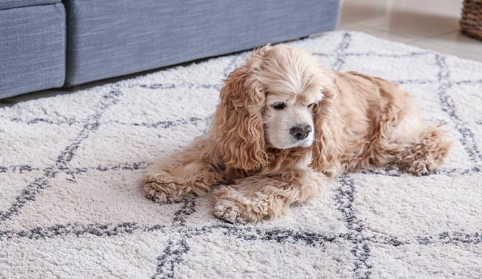 Pet Treatment for Rugs in Houston