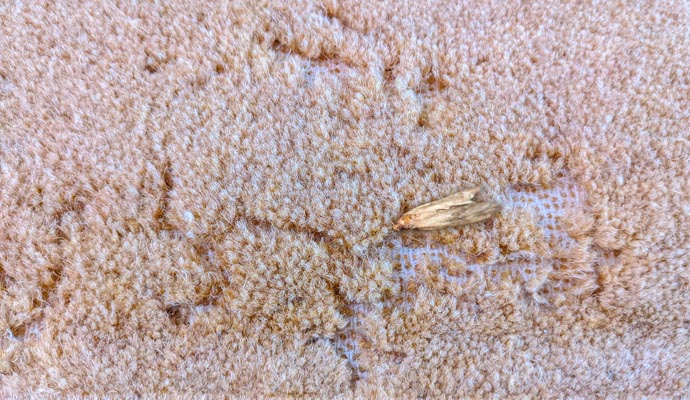 Visible moth on rug