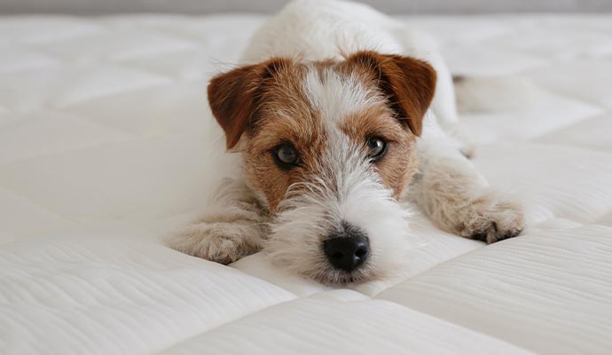 Pet Damaged mattress